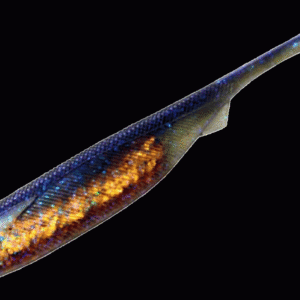 (MAGBITE) VINILO SNATCHBITE SHAD 4